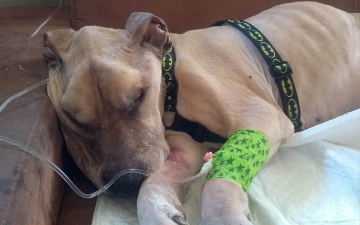 Zbiórka Boczek - podaj łapę - zdjęcie główne