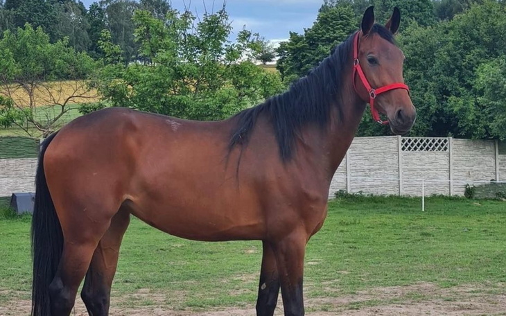 Koń na pastwisku, stoi dumnie z czerwoną uprzężą.