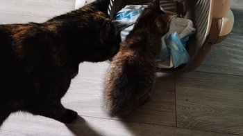 Zbiórka Mamcia i jej dziecko ❣️ - miniaturka zdjęcia