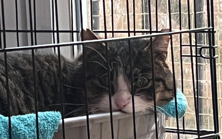 Kot leżący w klatce, z wyrazem smutku.