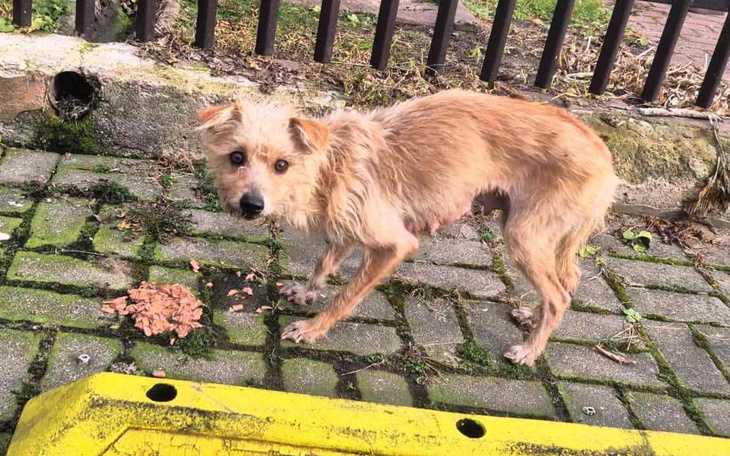 Zagubiony piesek na ulicy, wygląda na zmartwionego.