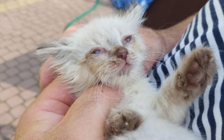 Zbiórka Ratujemy Śnieżka - zdjęcie główne