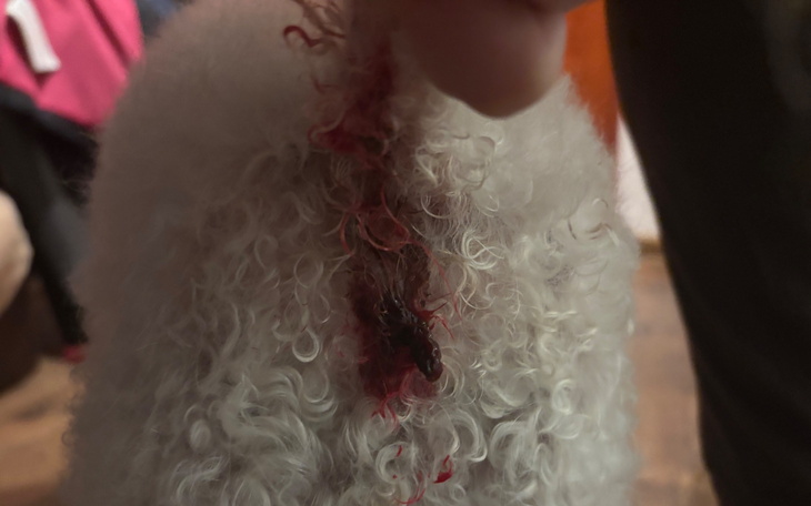 Rana na skórze psa, trzymana w ręku, z widoczną krwią.