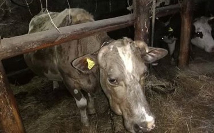 Zbiórka Ocalić przed rzeźnią - ratunku ! - zdjęcie główne