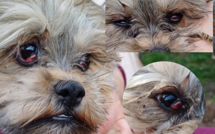 Zbliżenie na psa z problemami zdrowotnymi, widoczne oczy.