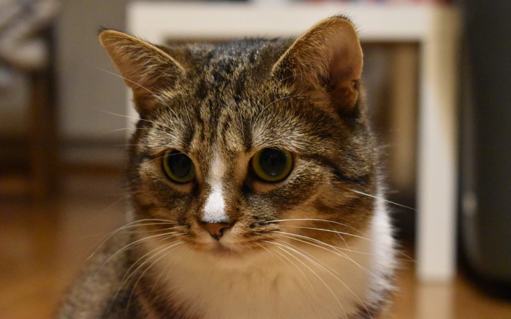 Zbiórka Diagnoza i leczenie Tigry - zdjęcie główne