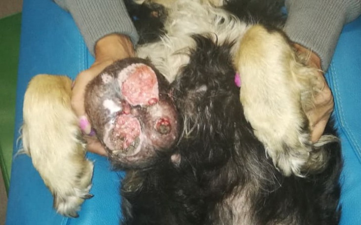 Zbiórka Lenka -jej rak ważył  1,65 kg - zdjęcie główne