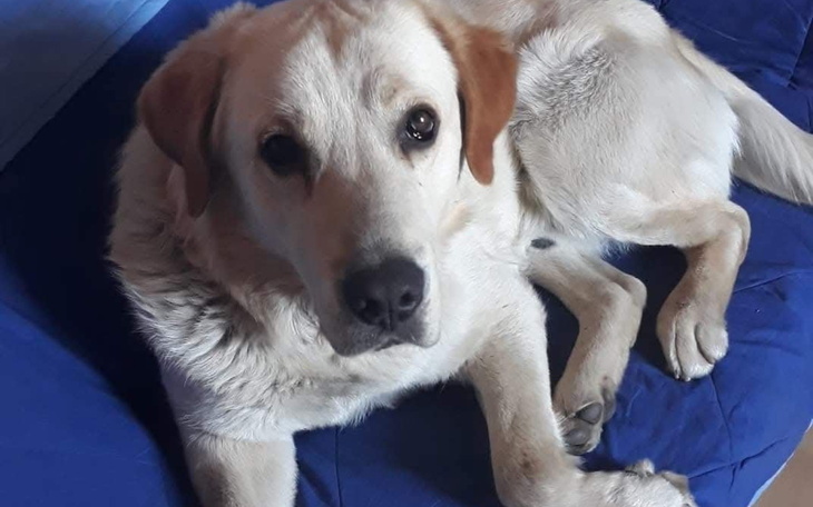 Labrador relaksujący się na niebieskiej poduszce.