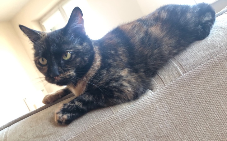 Zbiórka Operacja kręgosłupa Sahary - zdjęcie główne