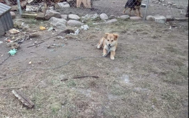 Zbiórka Transport psów z łańcucha - zdjęcie główne