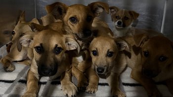 Zbiórka 13 uratowanych istnień - miniaturka zdjęcia