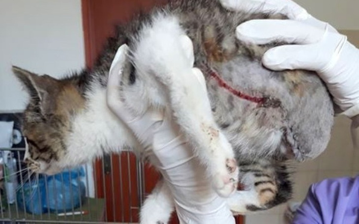 Zbiórka Meluś po amputacji łapki i ogona - zdjęcie główne