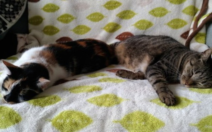 Zbiórka Pomoc dla zwierzęcej rodzinki - zdjęcie główne