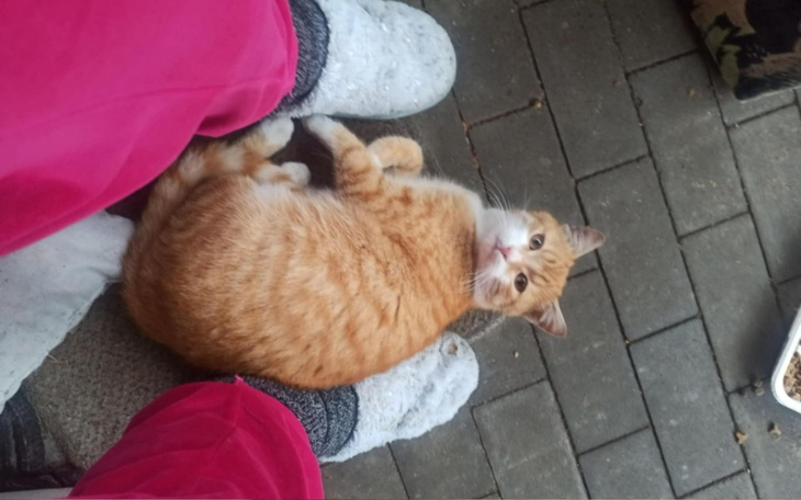 Zbiórka Rudy marzy o bezpiecznym życiu - zdjęcie główne