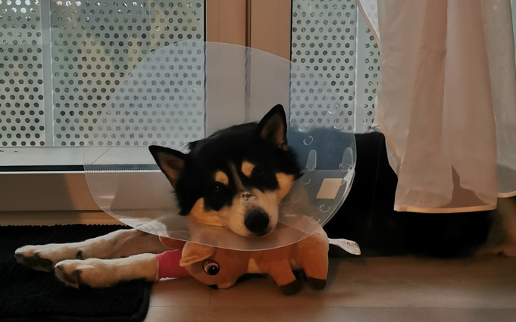 Zbiórka Wsparcie leczenia Lunki - zdjęcie główne