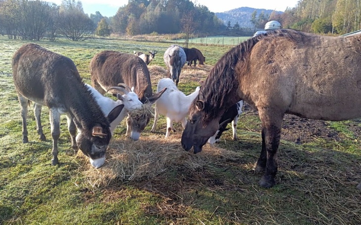 Stado zwierząt gospodarskich pasących się na łące.