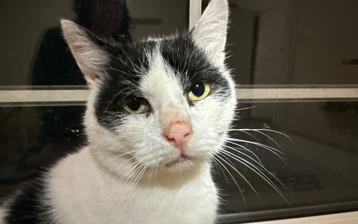 Czarnobiały kot patrzy w obiektyw z wyrazem twarzy.