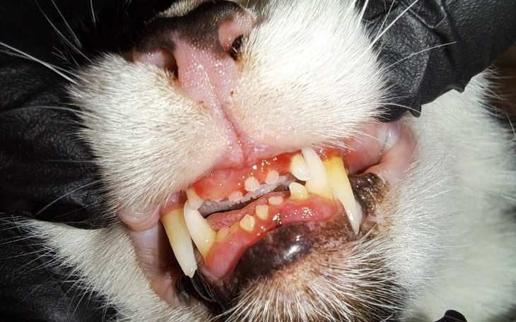 Zbiórka Moje dziąsła płoną... - zdjęcie główne