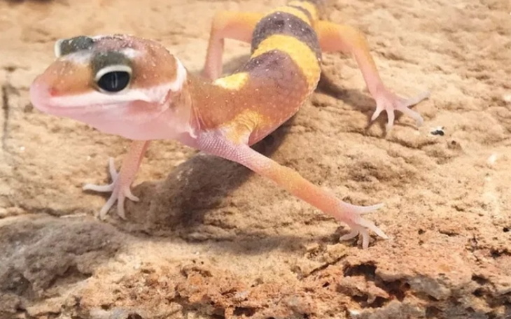 Zbiórka Gekonik Lamparcii - zdjęcie główne