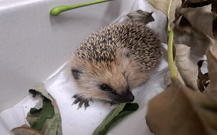 Jeż wśród liści na białym tle.