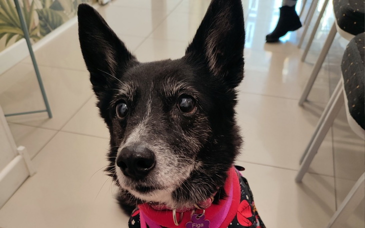 Zbiórka Figowa starość, nerki, trzustka - zdjęcie główne