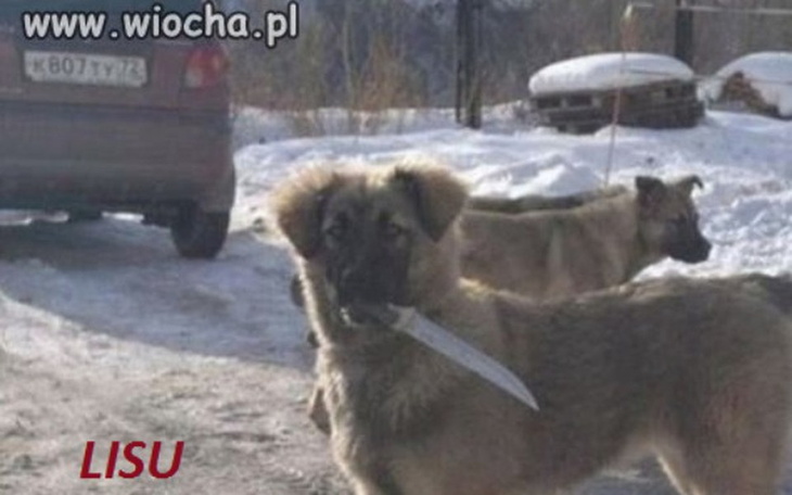 Zbiórka Is na Bari - zdjęcie główne