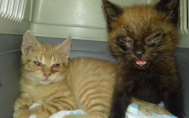 Dwa małe kotki odpoczywają razem w przytulnym miejscu.