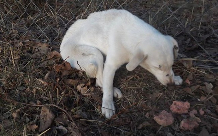 Zbiórka Na operację Biszkopta - zdjęcie główne