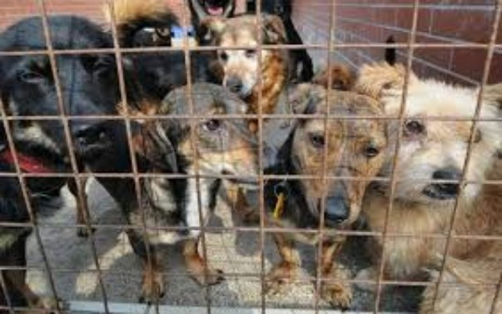 Zbiórka Karma dla zwierzat - zdjęcie główne