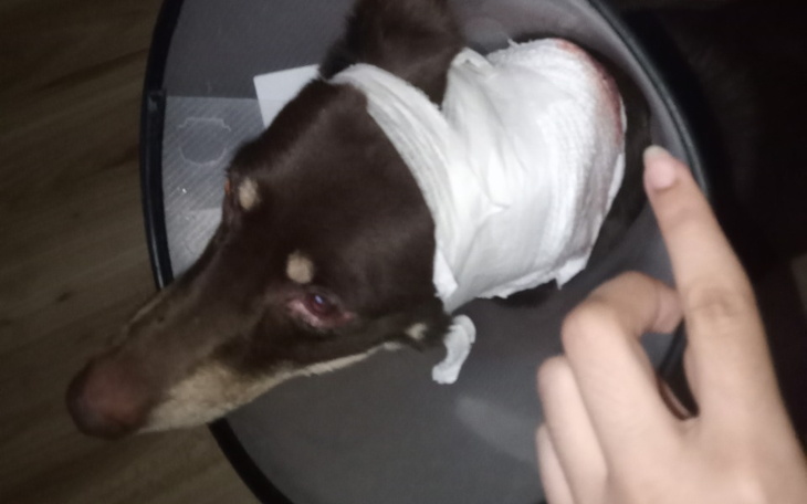 Zbiórka Zaszycie ucha Sary - zdjęcie główne