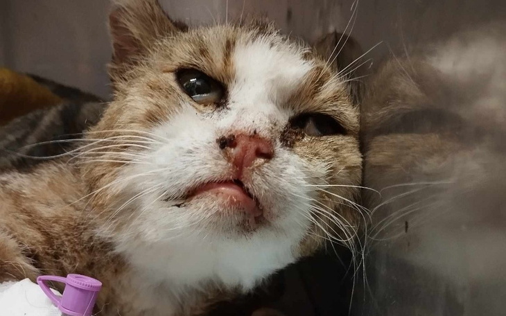 Zbiórka Błagam, nie umieraj Walcz z nami - zdjęcie główne