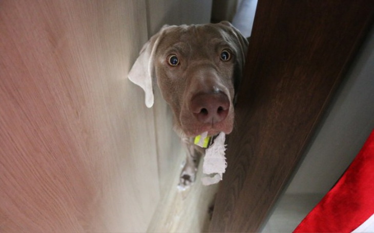 Zbiórka Pomóż Spyro poznawać świat! - zdjęcie główne