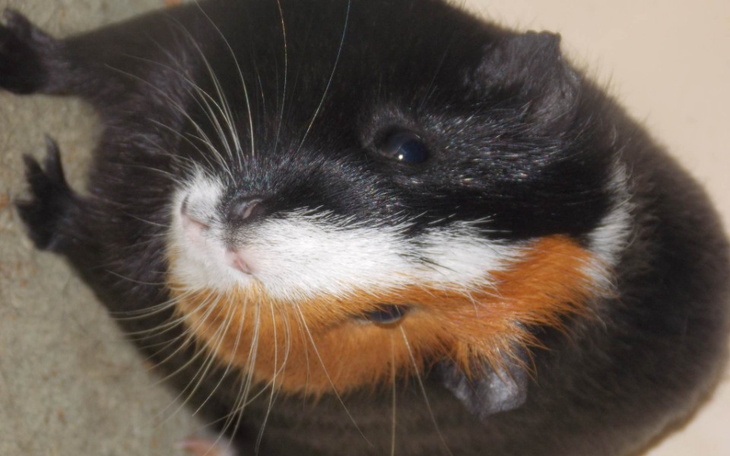 Zbiórka świnki morskie - zdjęcie główne