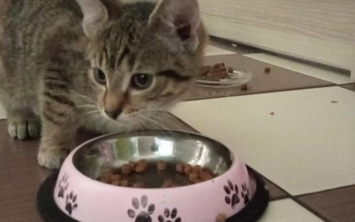 Zbiórka na karme dla kotków - zdjęcie główne