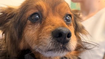 Zbiórka Drugie życie dla Bagiego - miniaturka zdjęcia