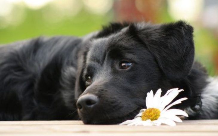 Zbiórka Zbieram na leczenie kota - zdjęcie główne
