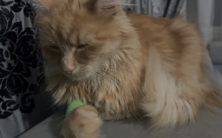 Zbiórka Leczenie kotki Bambi FIP - zdjęcie główne