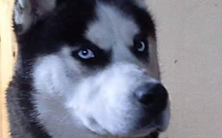 Zbiórka Na starego psa, Maki, ma 19 lat. - zdjęcie główne