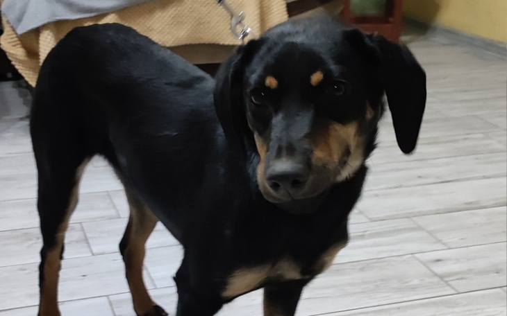 Zbiórka Na pomoc dla Psotki - zdjęcie główne