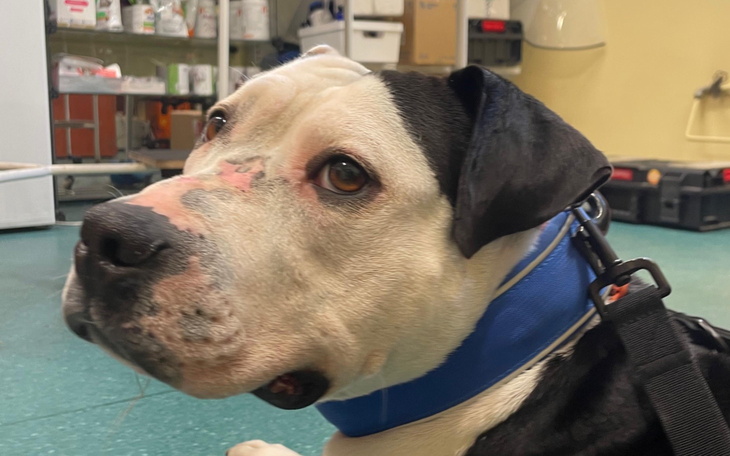 Pies w klinice weterynaryjnej.