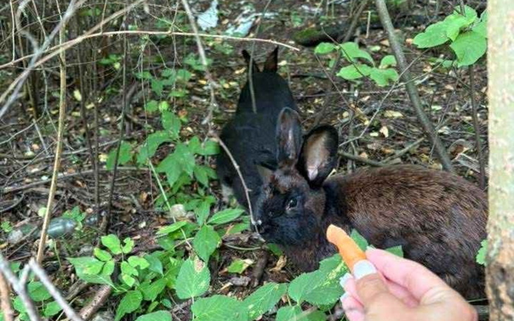 Króliki w lesie, jedno z nich z marchewką.