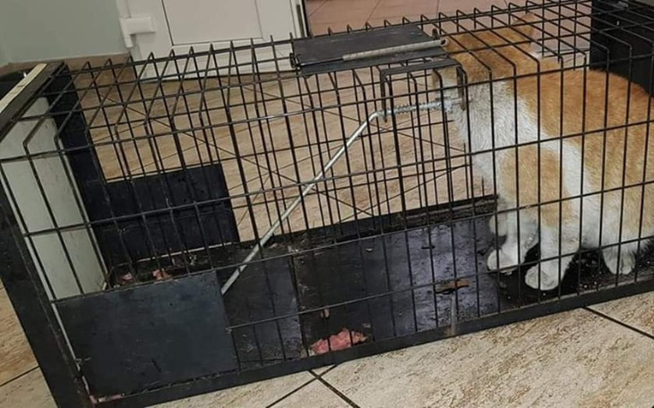 Zbiórka Na klatkę żywołapkę - zdjęcie główne