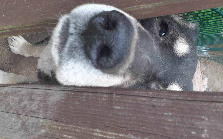 Zbiórka Operacja mojego psa ktury jest w - zdjęcie główne