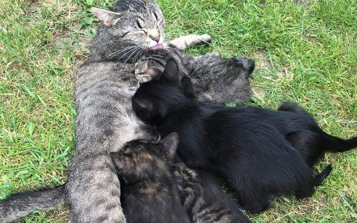 Zbiórka Koty wyrzucone w lesie. - zdjęcie główne