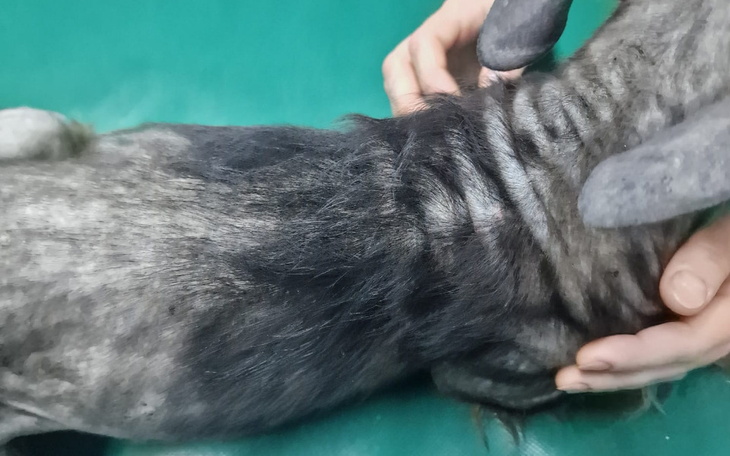 Zbliżenie na skórę psa z widocznymi problemami zdrowotnymi.