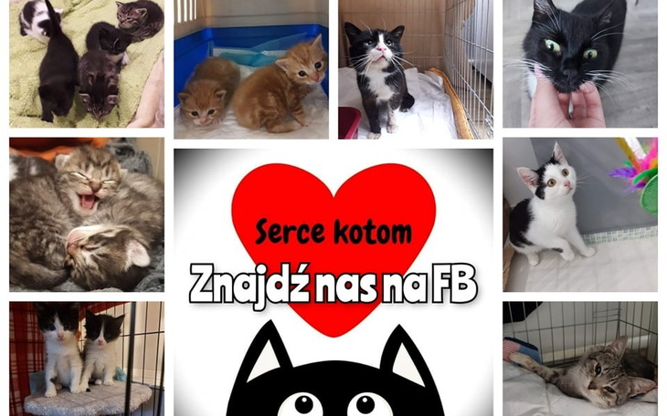 Zbiórka Dla kocich głodomorków - - zdjęcie główne