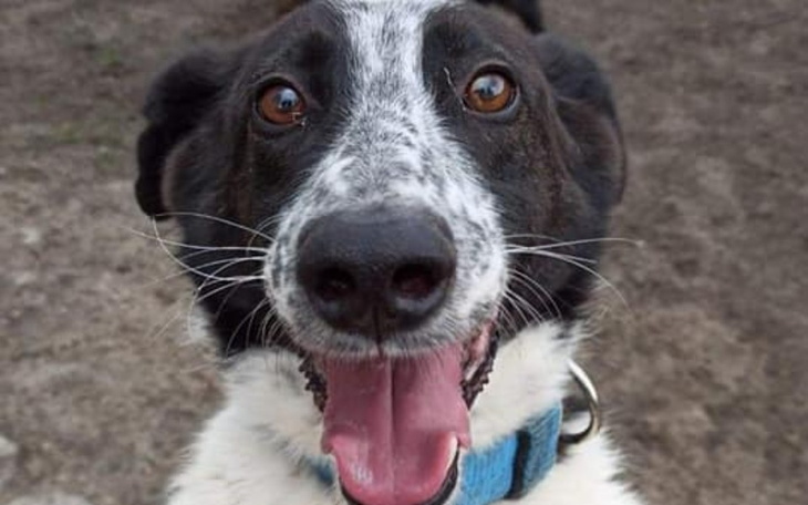 Zbiórka Pies ze sterty złomu POMÓŻ - zdjęcie główne