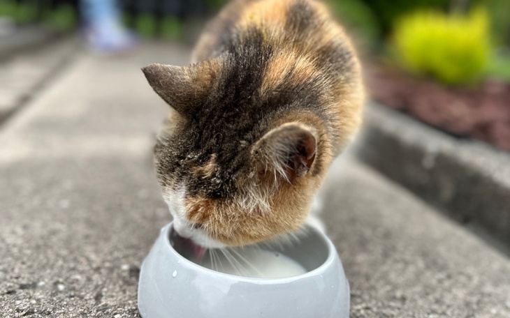 Zbiórka Zbiórka na operacje kotka - zdjęcie główne