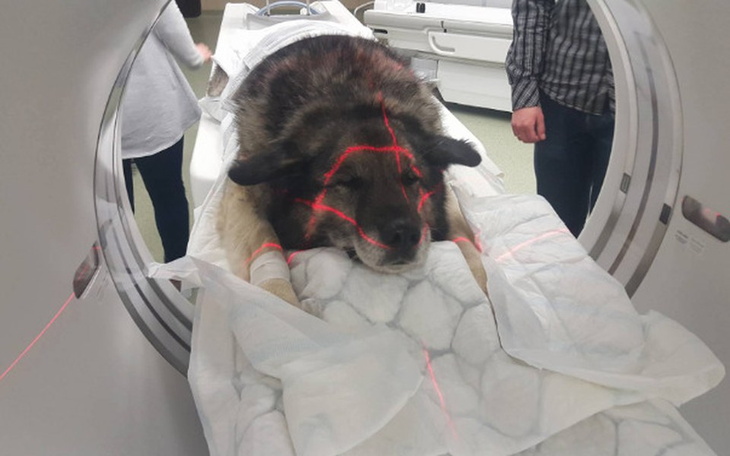 Pies podczas badania w tomografie komputerowym.