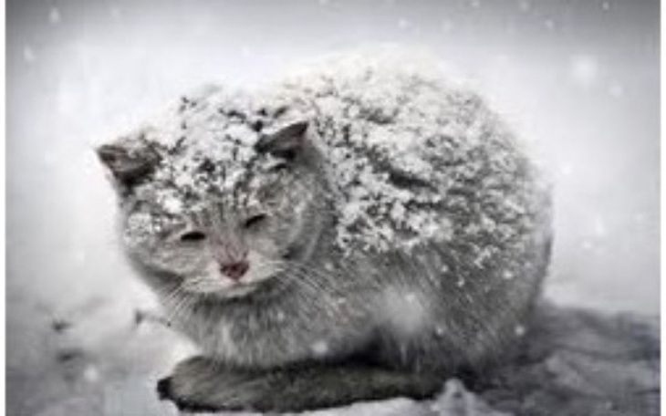 Zbiórka Uratuj koty przed zamarznięciem - zdjęcie główne